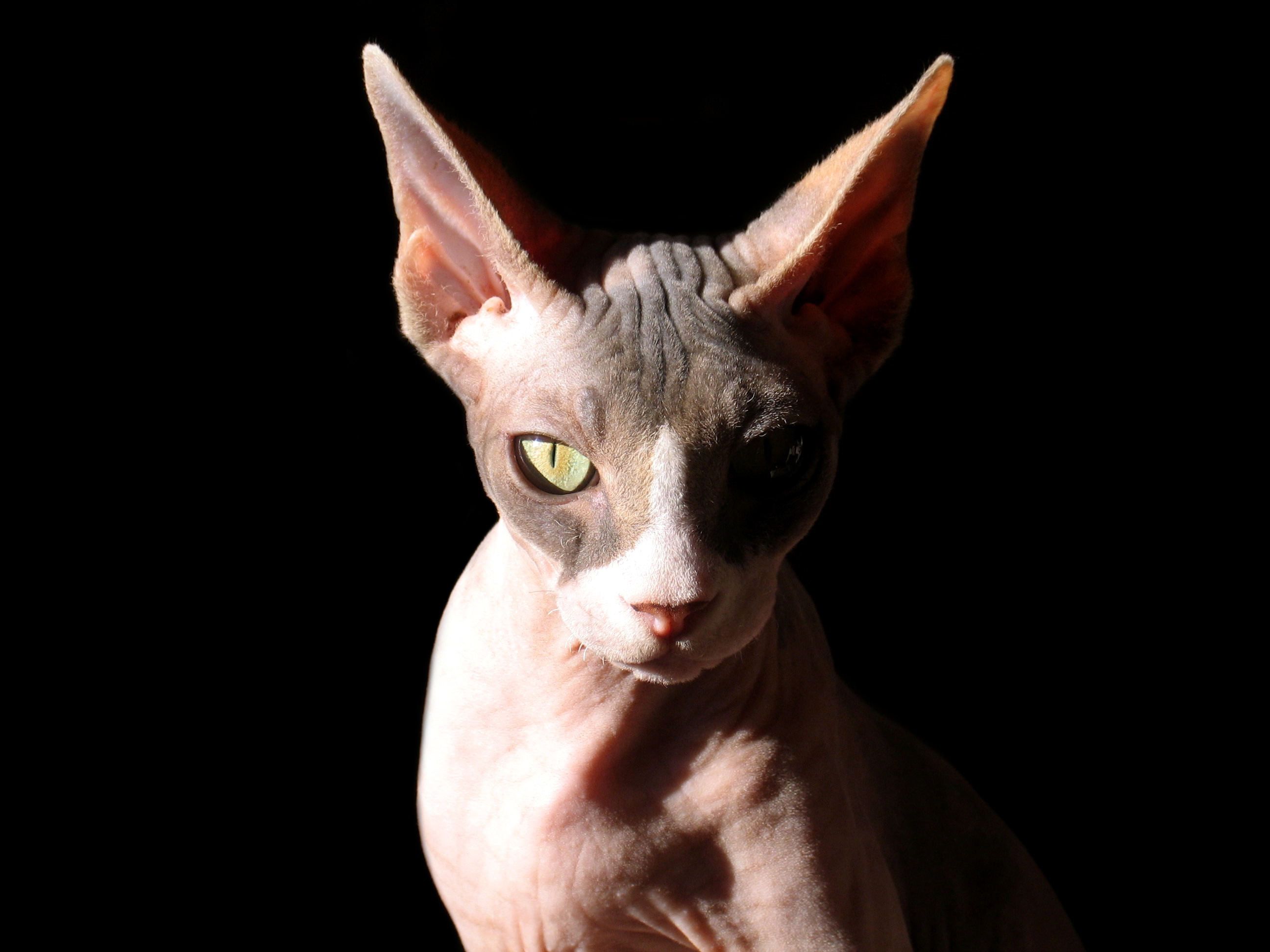 Sphynx